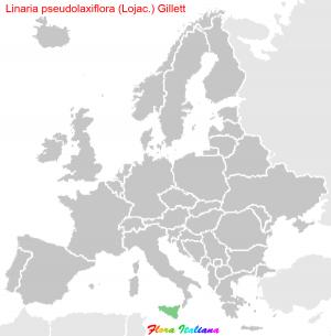 Linaria pseudolaxiflora (Lojac.) Gillett